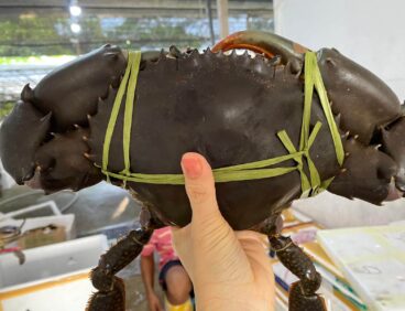 Live Mud Crab