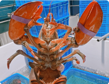 Boston Lobster