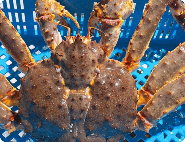 King Crab