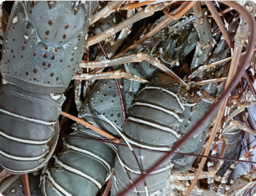 Bamboo Lobster