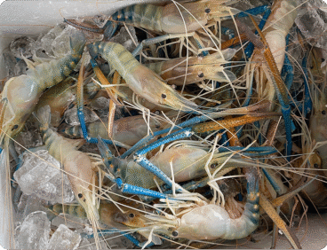River Prawn