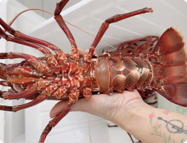 Australian Rock Lobster